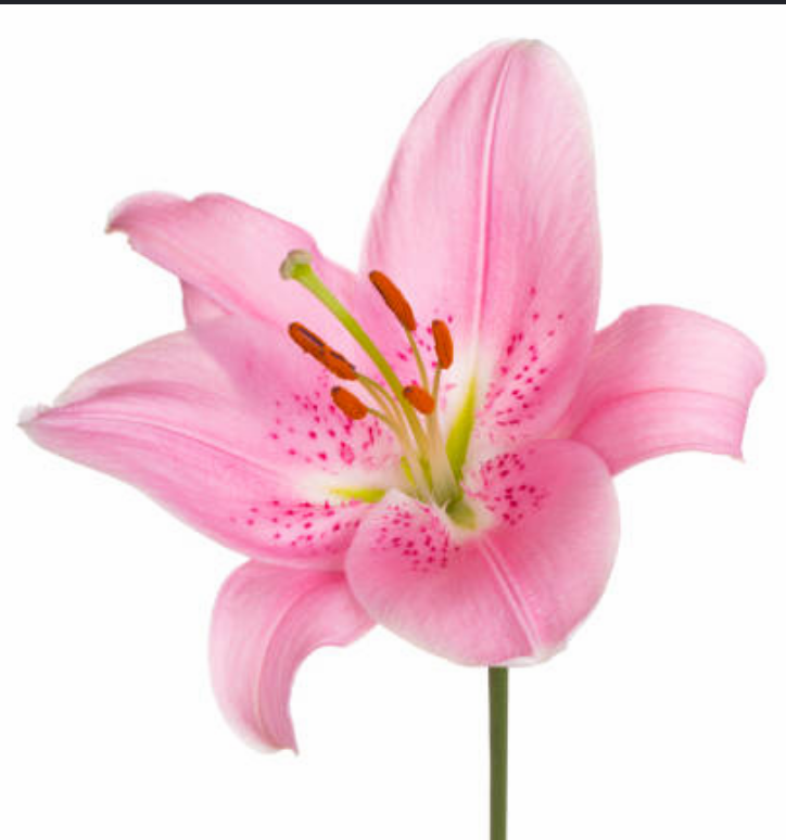 Lilies